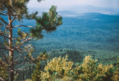 &quot;Сезон открыт&quot;: челябинцы могут заработать на сборе шишек