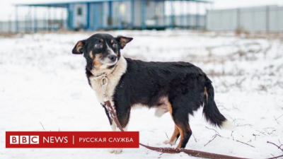 Мужчина в Новой Москве спустил собаку на женщину